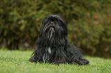 LHASSA APSO 170